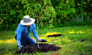 copac plantat pexels jpeg