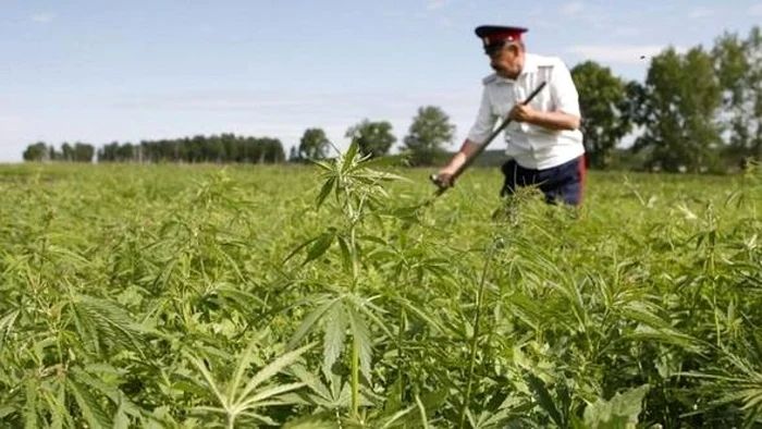 Politistii nu pot confisca productia de canepa daca proprietarii au autorizatie pentru suprafata cultivata. FOTO: gandul.info
