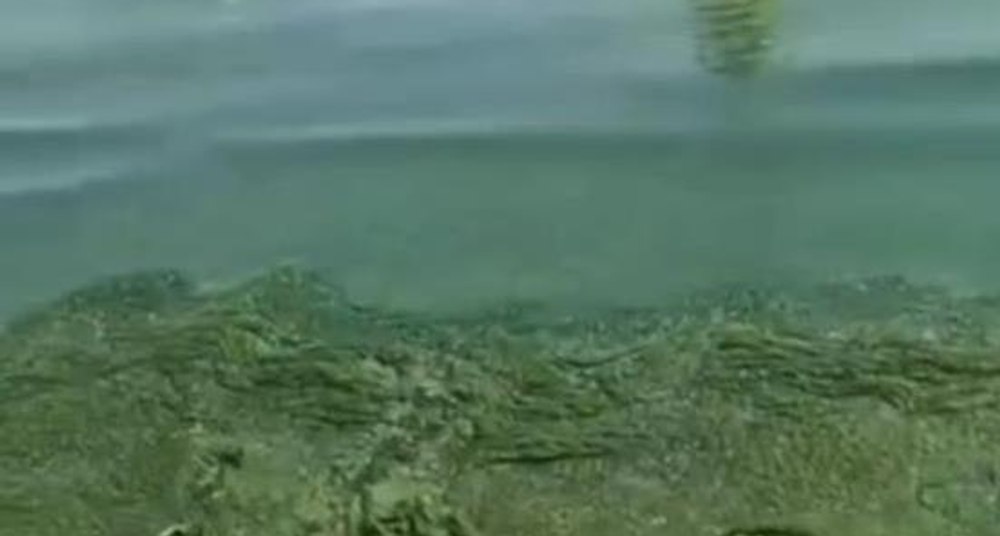 Turiștii, dezgustați de algele de pe plajele din Mamaia și Constanța. „Mi-e scârbă să intru în mare”