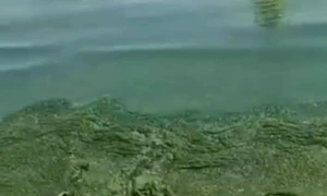 alge litoral jpg