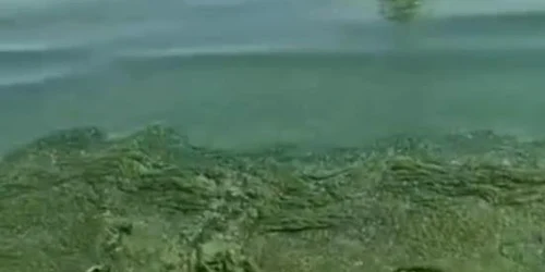 alge litoral jpg
