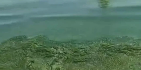 alge litoral jpg