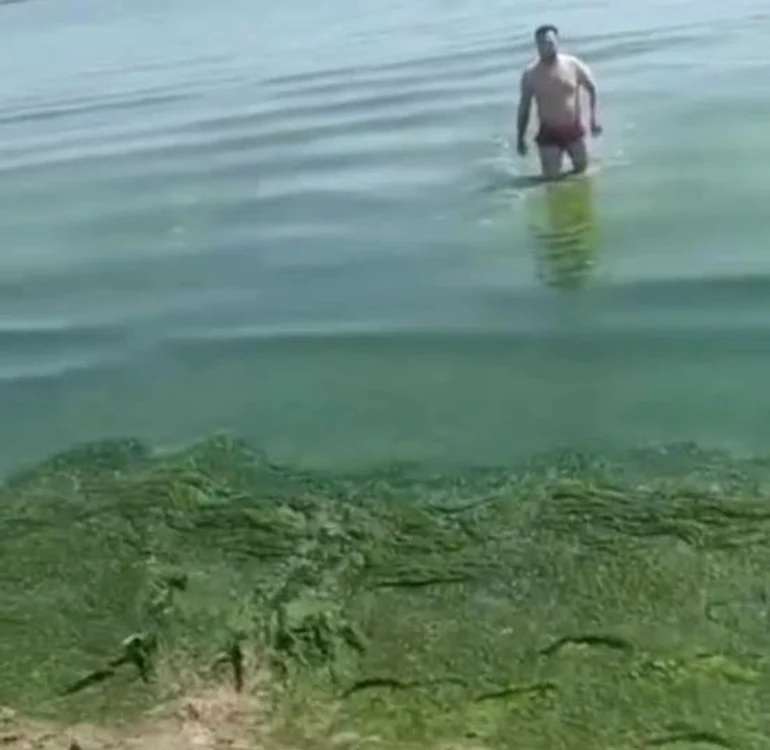 Stațiunea Mamaia, invadată de alge FOTO: Captură video