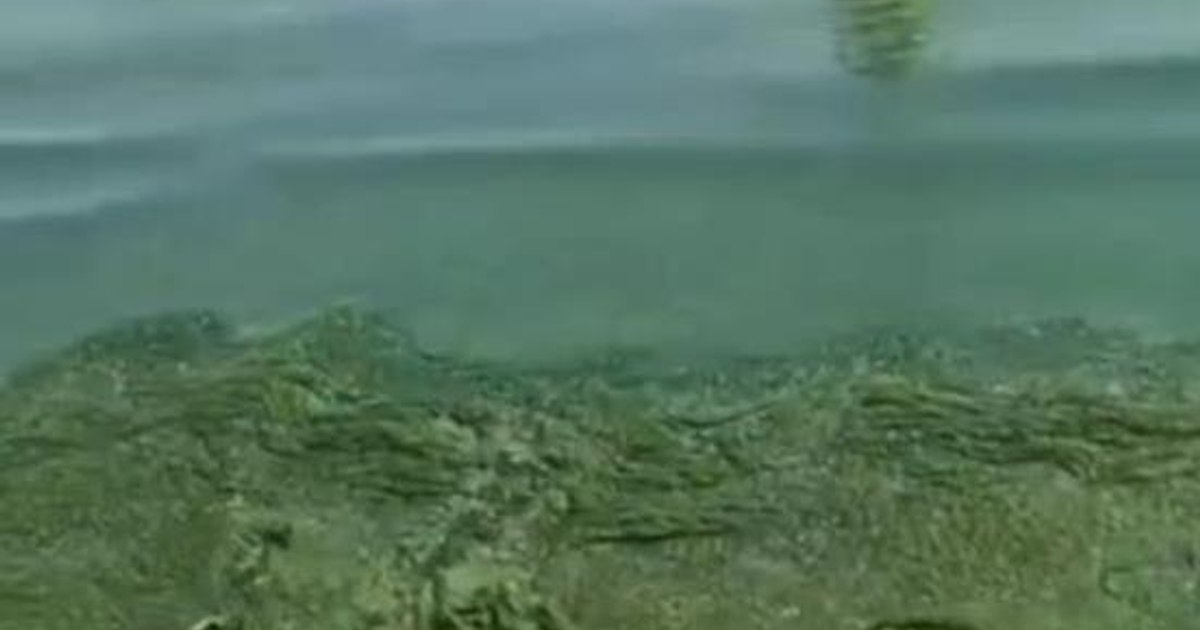 Plajele din Mamaia și Constanța, acoperite de alge: turiștii sunt dezamăgiți!