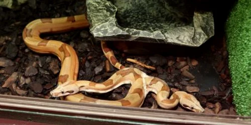 Şarpele cu două capete are trei ani şi a fost atracţia vizitatorilor