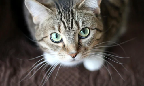 pexels kmerriman 20787(1) jpg