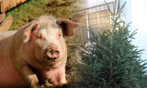 porc brad craciun jpeg