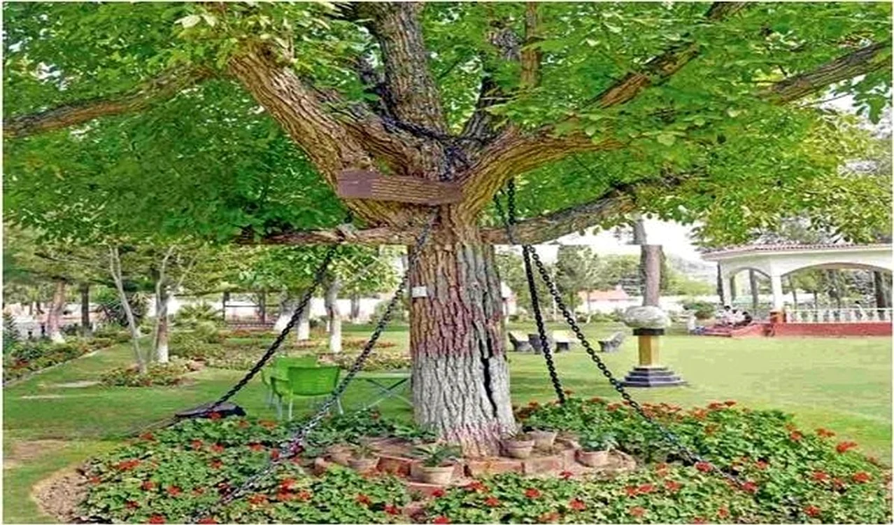 Copacul inlantuit din Pakistan
