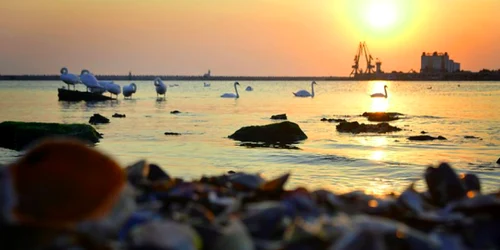 Marea Neagră lebede Mangalia Sursa foto Valerian Şărînga Virmajuuri