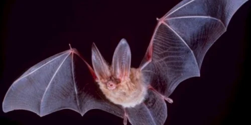 EXCLUSIV/ Muşcat de un liliac turbat pe tărâmul lui Dracula