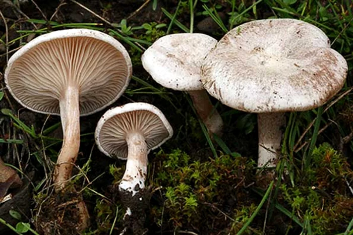 
    Tot mai mulți oameni ajung la spital intoxicați cu ciuperci otravitoare  