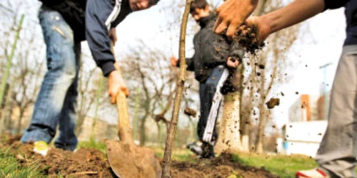 Banii pentru împăduriri, la autorităţile locale