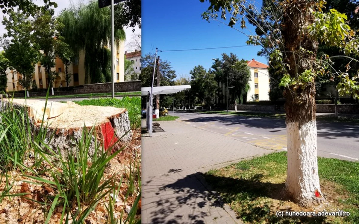 Copaci marcați cu bulină roșie în Huendoara. Foto: Daniel Guță