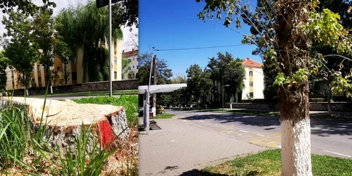 Arbori marcați cu bulină roșie în Hunedoara Foto Daniel Guță (2) jpg