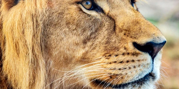 Taronga Zoo din Sydney a deschis o zonă cu animale sălbatice africane numită numită Savana Africană FOTO Guliver / Getty Images / Jenny Evans
