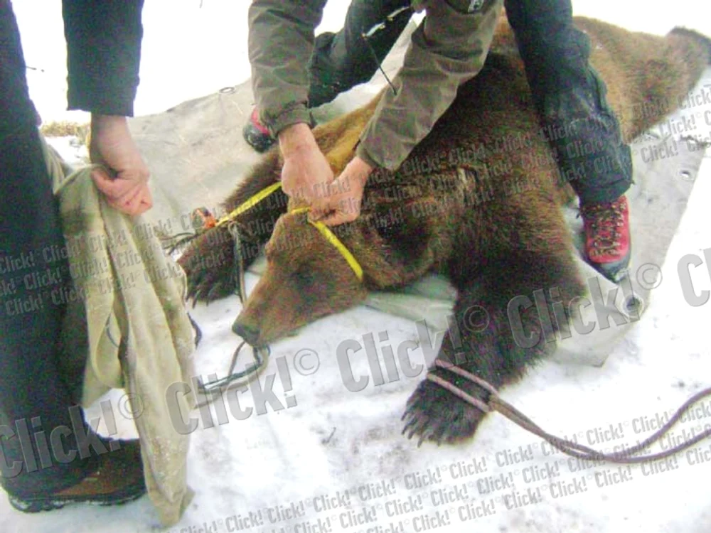 Animalul câtăreşte 220 de kilograme
