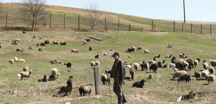 Crescătorii de animale se plâng de faptul că sunt nevoiţi să vândă la preţuri de nimic FOTO. arhiva Adevărul