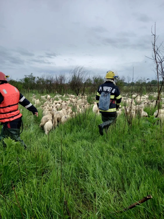 oi surprinse de inundatii