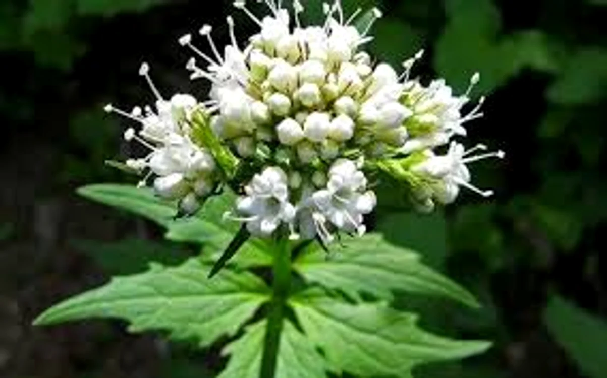 
    Valeriana, un remediu de excepție pentru sistemul nervosSursa foto: Adevărul.ro  