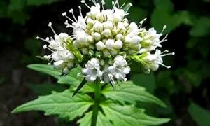 valeriana  adevarul ro jpg jpeg