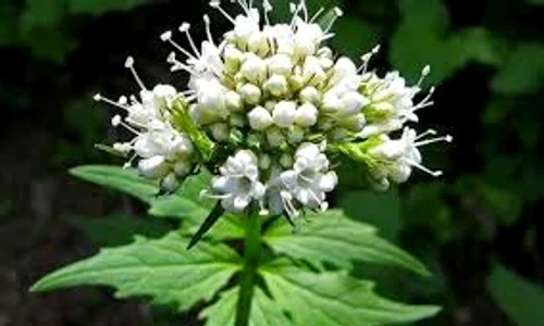 valeriana  adevarul ro jpg jpeg