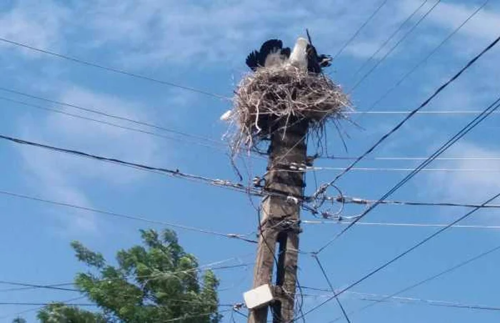 Călăraşiul, în clasamentul localităţilor cu cele mai multe cuiburi de barză FOTO Adevărul