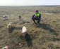 Patru căței au fost salvați de un soldat britanic în timpul unui exercițiu militar la Smârdan. FOTO: IPJ Galați