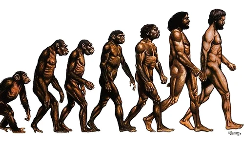 evolitio jpeg