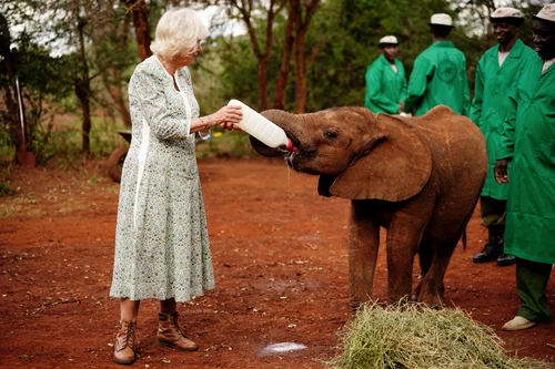 Regina Camilla în Kenya, Getty