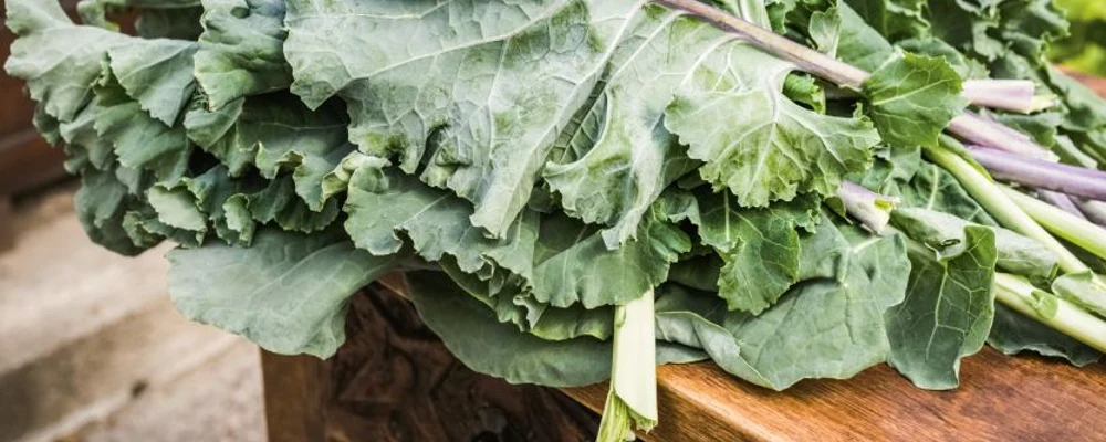kale jpg
