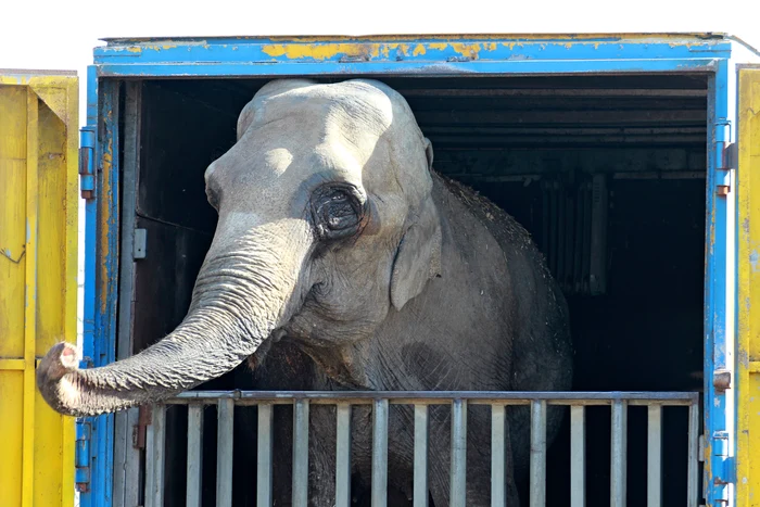 Elefantul are afecţiuni la ochi şi pe corp