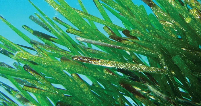 posidonia oceanica