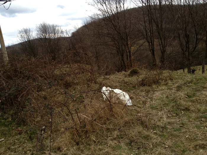 A fost găsit luni, 3 martie, la 3 km de casă, pe un câmp
