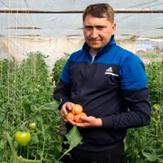 sotii gherghita, legumicultori din izbiceni, au livrat primele rosii in  brasov   foto ionelia nuca jpg