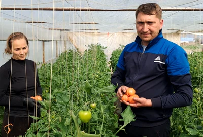 sotii gherghita, legumicultori din izbiceni, au livrat primele rosii in  brasov   foto ionelia nuca jpg
