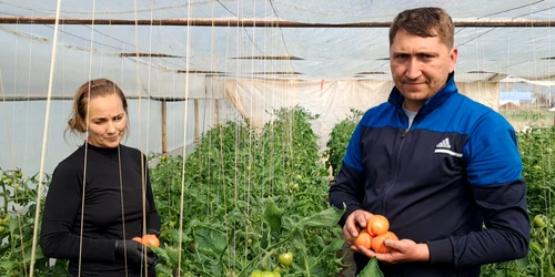sotii gherghita, legumicultori din izbiceni, au livrat primele rosii in  brasov   foto ionelia nuca jpg