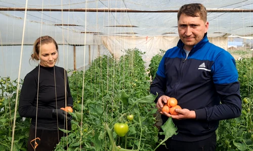 sotii gherghita, legumicultori din izbiceni, au livrat primele rosii in  brasov   foto ionelia nuca jpg