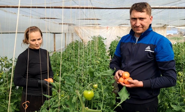 Din ferma soților Gherghiță au plecat primele roșii din Izbiceni, în 2026, spre piață FOTO: I. Nucă