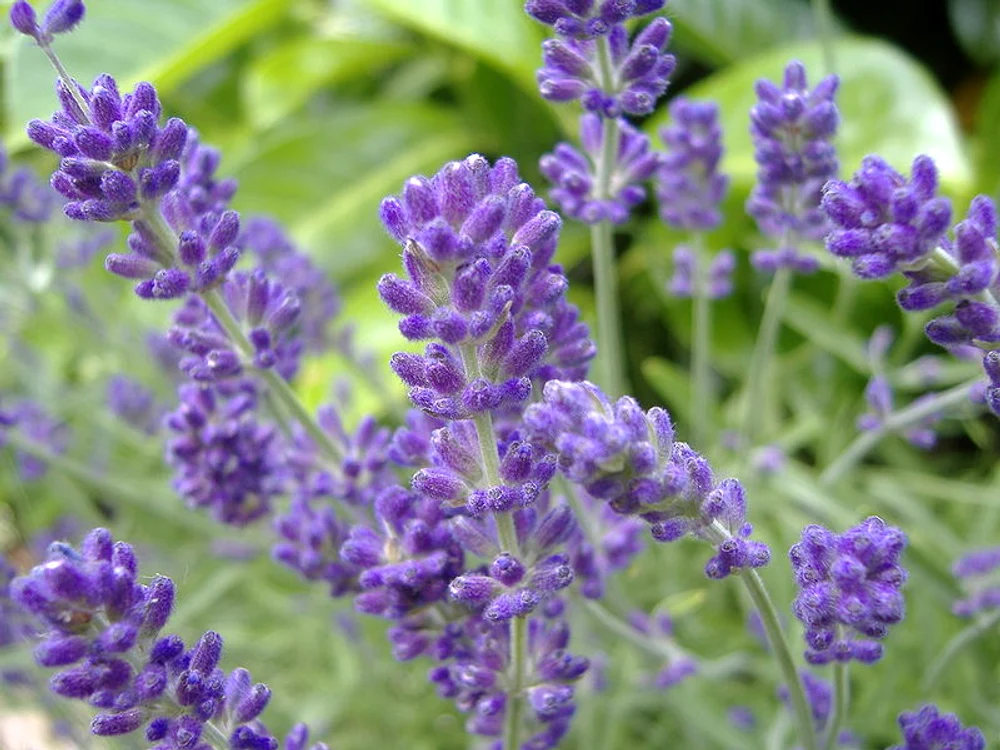 Lavandă. Foto: arhiva.