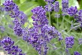 lavanda wictionary jpg