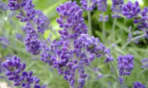 lavanda wictionary jpg