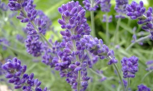lavanda wictionary jpg