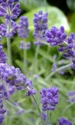 lavanda wictionary jpg