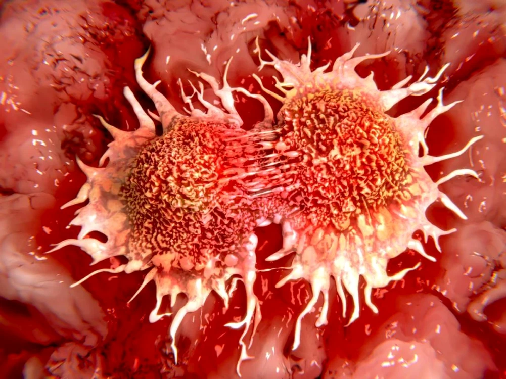 Celulele canceroase se înmulţesc mult mai rapid, comparativ cu cele normale