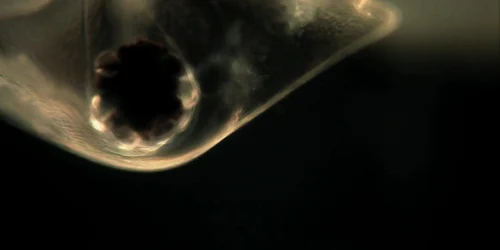 Micro Paradise de Clemens Wirth