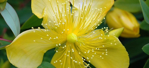 hypericum jpg jpeg