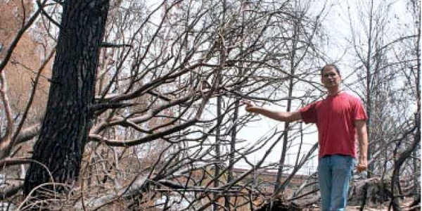 Guvernul vrea să împădurească terenurile degradate