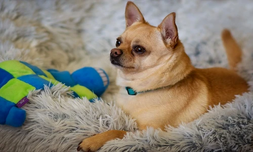 1 81229 original jpg jpeg