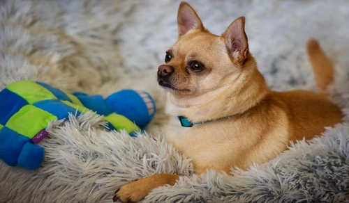 1 81229 original jpg jpeg