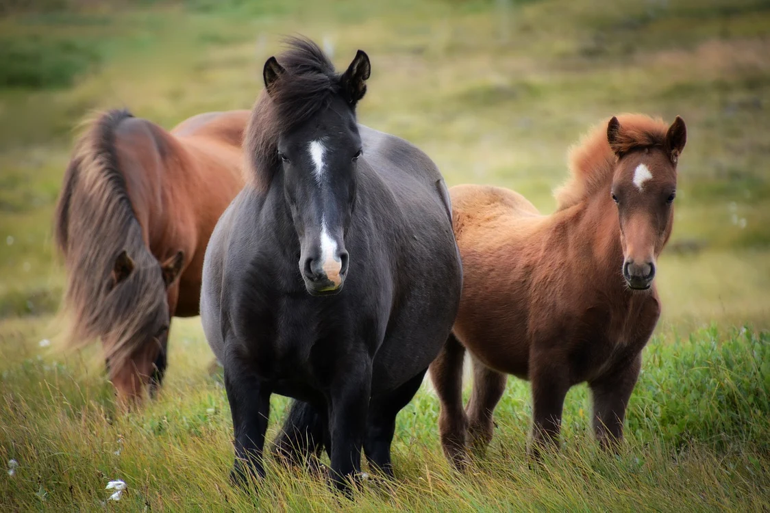 Paștele Cailor este o sărbătoare reală (Foto: Pixabay)